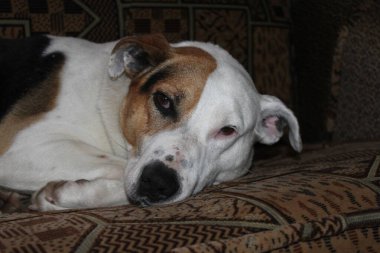 Köpek kanepede dinleniyor..