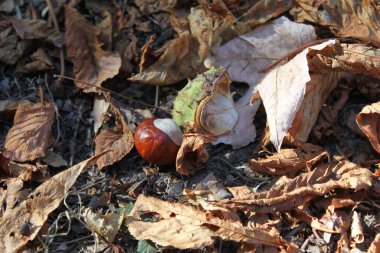 Sonbahar parkında düşen kestane ağacı.