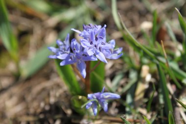 Ormanda güzel çiçekler.