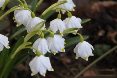 Ormandaki ilk çiçekler.