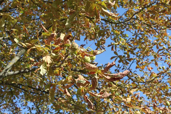 güneşli bir günde güzel sonbahar manzarası.
