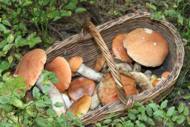 Bir sepet mantar topladım..