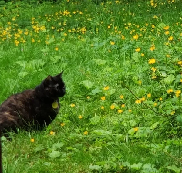 Yeşil bir çayırda oturan kaplumbağa kabuklu kedi. 