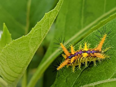 Güzel eşsiz ateş tırtılları. 