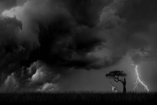 Giraffe under a tree against a background of a stormy sky with lightning. Black and white