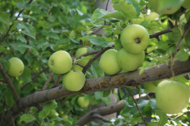 a beautiful view of the mountains and green peaks