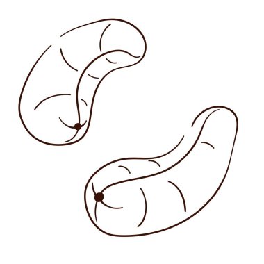 Kaju çizgisi sanat seti. Taze ve kızarmış organik sağlıklı yiyecekler. Beyaz arkaplanda izole edilmiş fındık vektör çizimleri.