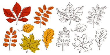 Sonbahar yaprakları sanat tarzında dizilmiş. Çıkartmalar, logolar, web ve mobil uygulamalar için tasarım. Renkli yaprakların vektör koleksiyonu. Vektör illüstrasyonu beyaz arkaplanda izole edildi.