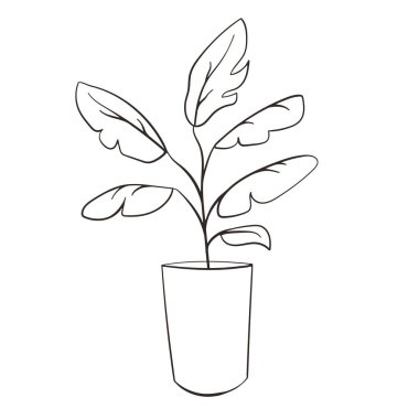 Muz ağacı sanat tarzı. Muz yapraklarının birleşik çizimi. İç dekorasyon ve kartpostallar için minimalist tarzda tropikal moda baskısı, logo yaratmak veya kıyafet basmak için. Musa acuminata.