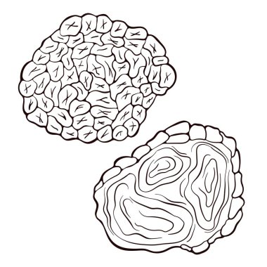 Sanat tarzında mantar mantarı. Mantar çizimi. Beyaz arkaplanda vektör çizimi izole edildi. Menü, etiket, ürün paketleme, tarif simgeleri.