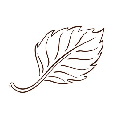 Huş yaprağı ikonu sanat tarzında. İşlemeli El sonbahar yaprağı çizdi. Eski moda sonbahar dekorasyonu. Vektör illüstrasyonu beyaz arkaplanda izole edildi.