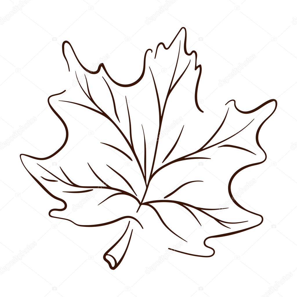 Maple tree leaf in line art style. Thanksgiving day, autumn season, Canada outline symbol. Vector illustration isolated on white background. Vintage engraved illustration.