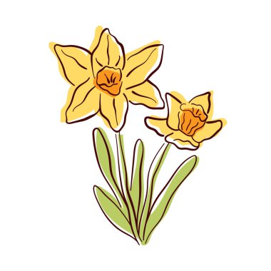 Sarı yapraklı ve yeşil yapraklı el yapımı nergis çiçeği. Bahar tasarımı, tebrik kartı ve doğa temalı sanat eserleri için canlı bir çiçek çizimi. Beyaz arkaplanda izole.