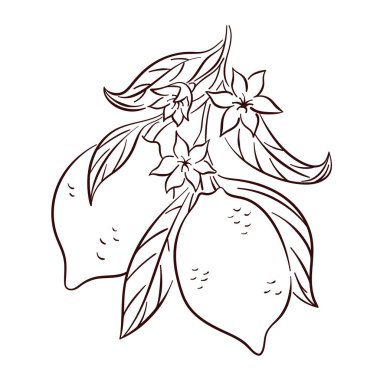 Çiçekli ve yapraklı bir dalda sanat tarzında limonlu narenciye. Paket, logo, menü, yiyecek deposu için yaz tasarımı. Vektör illüstrasyonu beyaz arkaplanda izole edildi.