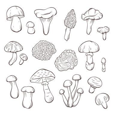 Sanat tarzında yenebilir mantar. Orman gıda fabrikası çizimi. Yemek tarifi, menü, etiket, ikon, ambalaj için mükemmel. Beyaz bir arkaplanda izole edilmiş