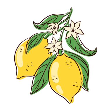 Yeşil yapraklı taze limonlar ve beyaz arka planda izole edilmiş beyaz çiçekler. Yaz için mükemmel, gıda ambalajı veya botanik tasarım