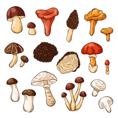 Beyaz arka planda izole edilmiş çizgi film tarzında yenilebilir mantar koleksiyonu. Yiyecek ormanı için ideal doğa tasarımı, yemek pişirme, menü, tarif, botanik ve aşçılık projesi