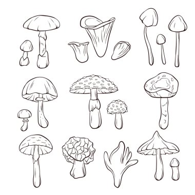 Zehirli mantar koleksiyonu. Sinek mantarı, melek kanadı ve diğer şeylerle aynı hizada. Boyama sayfası, eğitim posteri ve beyaz arkaplan üzerine botanik tema için mükemmel