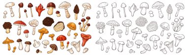Yenilemez ve yenilemez mantarlar içeren karikatür tarzı mantar çizimleri. Eğitim, botanik, gıda ormanı, doğa ve yemek temalı tasarım için mükemmel.
