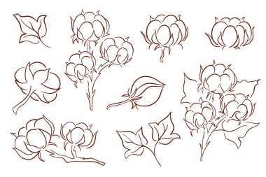 Çiçek, tomurcuk ve yapraklı pamuk bitkisi serisi beyaz arka planda izole edilmiş tekstil, tarım doğası ve eko tasarımı için sanat tarzına uygun.