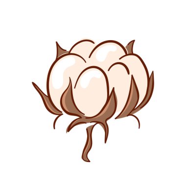 Beyaz zemin üzerinde kabarık beyaz lifler ve kahverengi kabuklu tek bir pamuk kalınlığının düz bir çizimi. Tekstil ve organik ürün tasarımı için mükemmel.