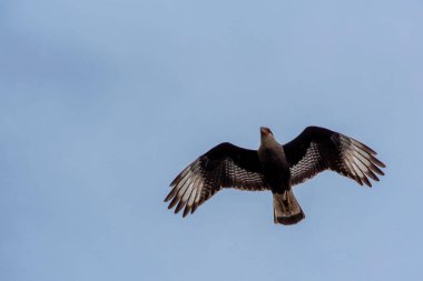 Görkemli bir Caracara kuşu gökyüzünde süzülüyor, açık mavi gökyüzü arka planına karşı geniş kanat açıklığını sergiliyor.