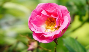 çiçek açan pembe Gül çiçek