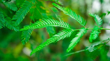 küçük taze yeşil arkaplan