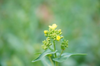 bahar doğal manzara tecavüz çiçekleri