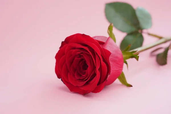 Червона Троянда Фон Фотографії — стокове фото