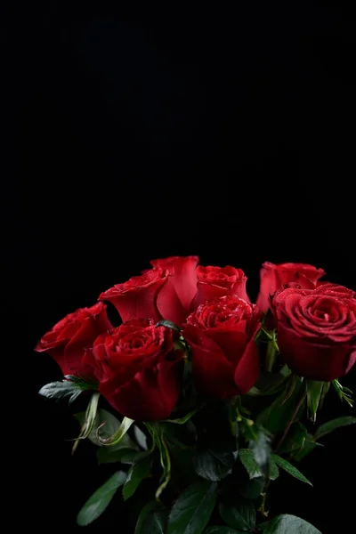 Червона Троянда Фон Фотографії — стокове фото