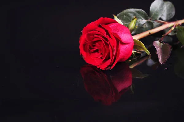 Rote Rose Hintergrund Fotos — Stockfoto