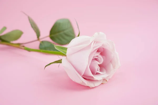 Flores Hermosas Ramo Rosas — Foto de Stock