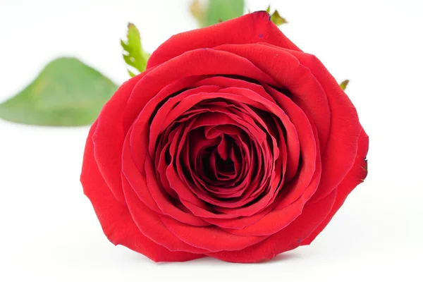 红玫瑰背景图片 — 图库照片