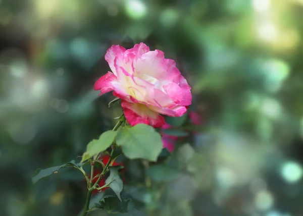 Gradient Color Rose Flower Light — Stock Photo, Image
