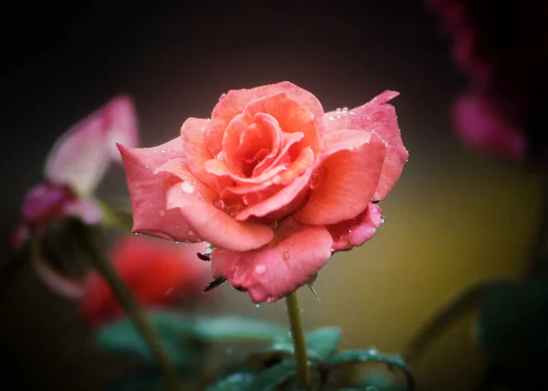 Rote Rose Hintergrund Fotos — Stockfoto