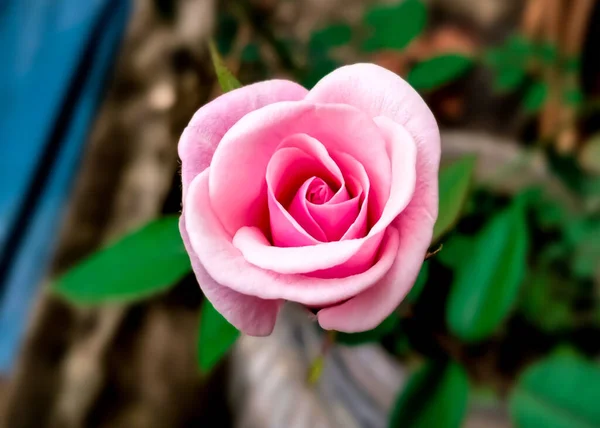 Rosa Rosa Flor Fondo —  Fotos de Stock