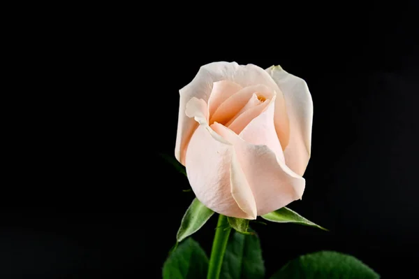 Ροζ Τριαντάφυλλο Λουλούδι Φωτογραφία Φυτών — Φωτογραφία Αρχείου
