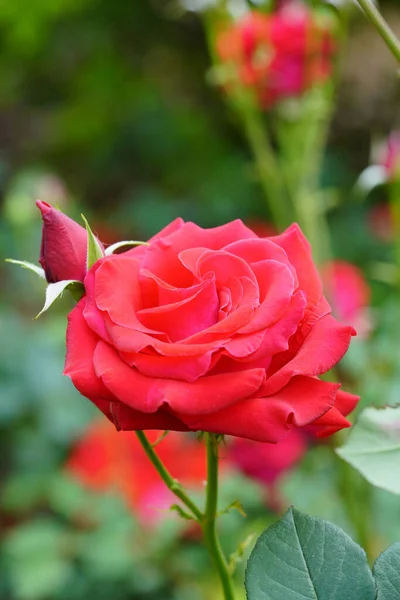 红玫瑰背景图片 — 图库照片