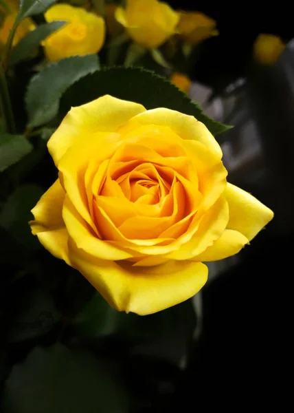 Τριαντάφυλλο Φόντο Λουλούδι Μαύρο — Φωτογραφία Αρχείου