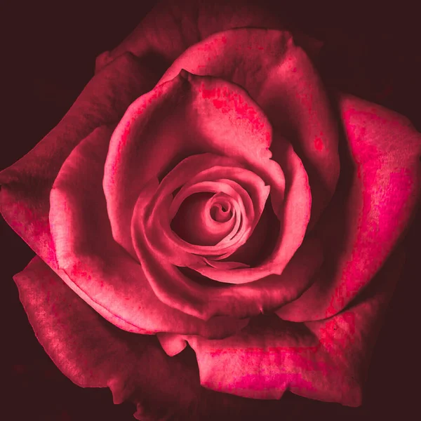 Vermelho Rosa Fundo Fotos — Fotografia de Stock