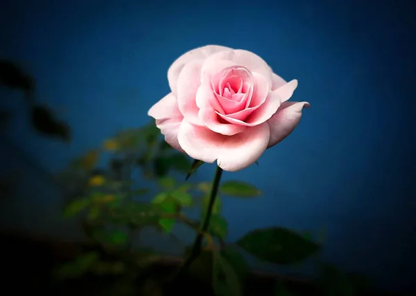 Rosa Flor Fondo Blanco —  Fotos de Stock