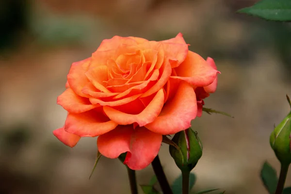 玫瑰橙玫瑰花 — 图库照片