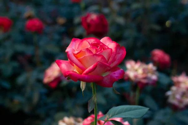 Las Flores Rosas Brillantes —  Fotos de Stock