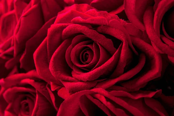 Rouge Rose Fond Photos — Photo