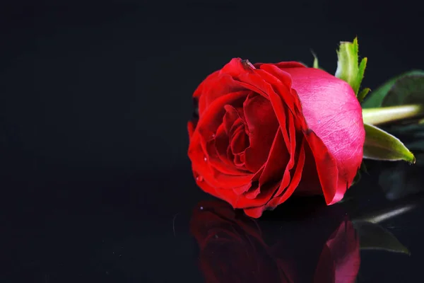 Vermelho Rosa Fundo Fotos — Fotografia de Stock
