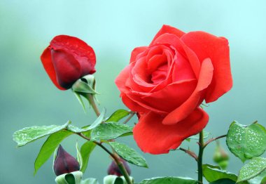 Gül Güzeli Arkaplan ve Sevgililer Günü Arkaplanı