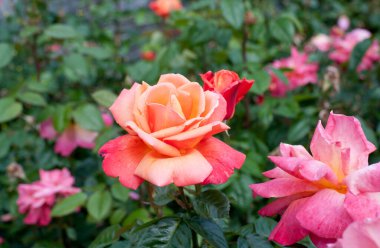 Gül Güzeli Arkaplan ve Sevgililer Günü Arkaplanı