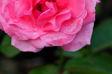 Gül Güzeli Arkaplan ve Sevgililer Günü Arkaplanı