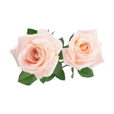 Gül Güzeli Arkaplan ve Sevgililer Günü Arkaplanı